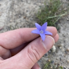 Wahlenbergia capillaris at Garran, ACT - 22 Sep 2023 03:30 PM