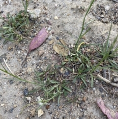 Wahlenbergia capillaris at Garran, ACT - 22 Sep 2023 03:30 PM