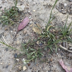 Wahlenbergia capillaris at Garran, ACT - 22 Sep 2023