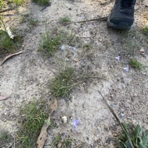 Wahlenbergia capillaris at Garran, ACT - 22 Sep 2023 03:30 PM