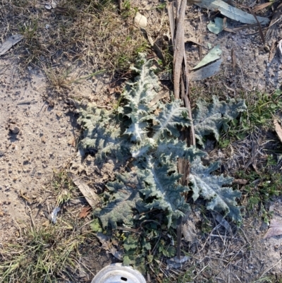 Onopordum acanthium (Scotch Thistle) at Garran, ACT - 22 Sep 2023 by Tapirlord