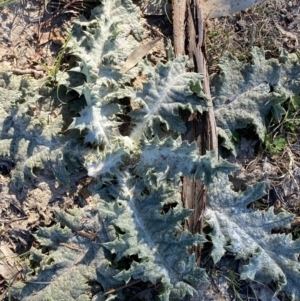 Onopordum acanthium at Garran, ACT - 22 Sep 2023