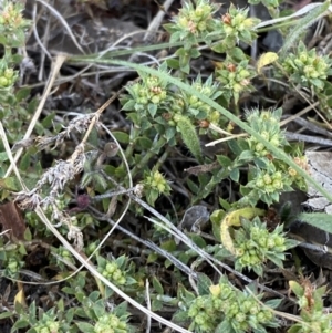 Paronychia brasiliana at Garran, ACT - 22 Sep 2023