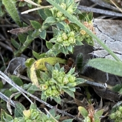 Paronychia brasiliana at Garran, ACT - 22 Sep 2023