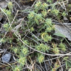 Paronychia brasiliana at Garran, ACT - 22 Sep 2023