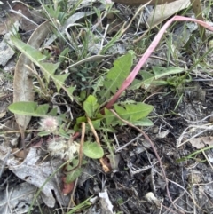 Taraxacum sect. Taraxacum (Dandelion) at Garran, ACT - 22 Sep 2023 by Tapirlord