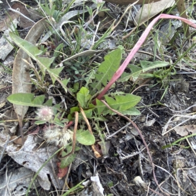 Taraxacum sect. Taraxacum (Dandelion) at Garran, ACT - 22 Sep 2023 by Tapirlord