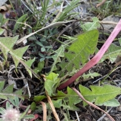 Taraxacum sect. Taraxacum at Garran, ACT - 22 Sep 2023