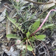 Taraxacum sect. Taraxacum at Garran, ACT - 22 Sep 2023