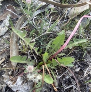 Taraxacum sect. Taraxacum at Garran, ACT - 22 Sep 2023