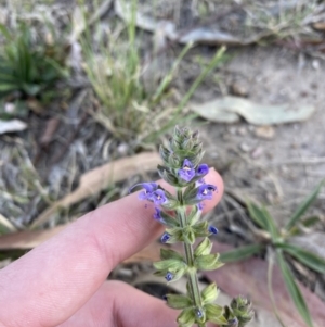 Salvia verbenaca var. verbenaca at Garran, ACT - 22 Sep 2023