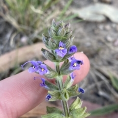 Salvia verbenaca var. verbenaca at Garran, ACT - 22 Sep 2023