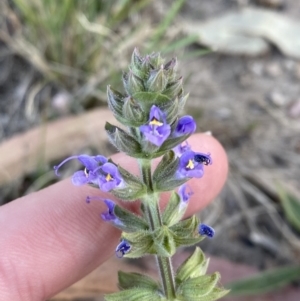 Salvia verbenaca var. verbenaca at Garran, ACT - 22 Sep 2023