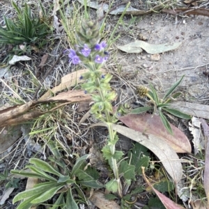 Salvia verbenaca var. verbenaca at Garran, ACT - 22 Sep 2023