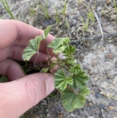 Malva neglecta (Dwarf Mallow) at Garran, ACT - 22 Sep 2023 by Tapirlord