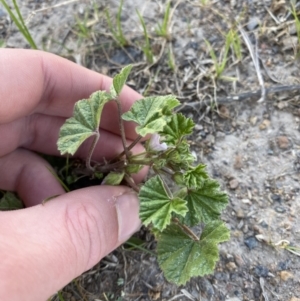 Malva neglecta at Garran, ACT - 22 Sep 2023