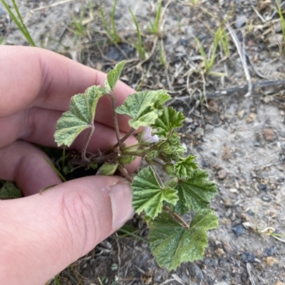 Malva neglecta (Dwarf Mallow) at Garran, ACT - 22 Sep 2023 by Tapirlord