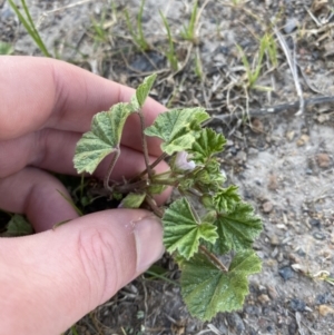 Malva neglecta at Garran, ACT - 22 Sep 2023