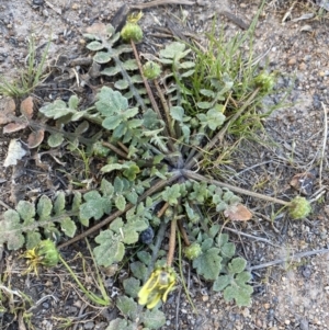 Arctotheca calendula at Garran, ACT - 22 Sep 2023