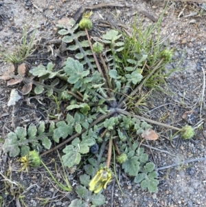 Arctotheca calendula at Garran, ACT - 22 Sep 2023