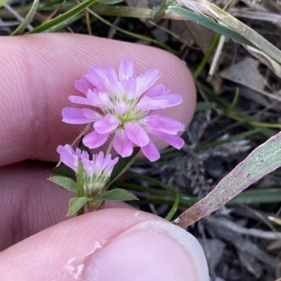 Trifolium resupinatum (Persian Clover, Shaftal Clover) at Garran, ACT - 22 Sep 2023 by Tapirlord