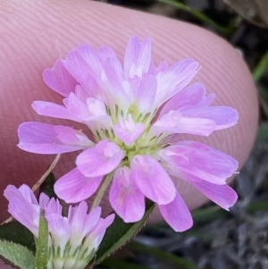 Trifolium resupinatum at Garran, ACT - 22 Sep 2023