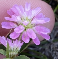 Trifolium resupinatum at Garran, ACT - 22 Sep 2023