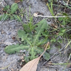 Hypochaeris radicata (Cat's Ear, Flatweed) at Garran, ACT - 22 Sep 2023 by Tapirlord