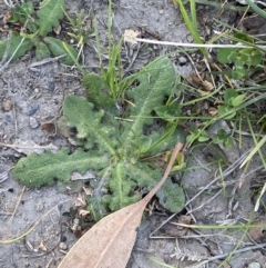 Hypochaeris radicata at Garran, ACT - 22 Sep 2023