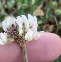 Trifolium repens (White Clover) at Garran, ACT - 22 Sep 2023 by Tapirlord