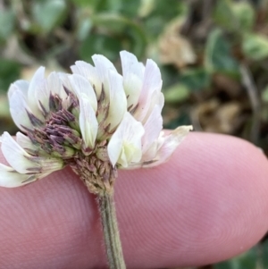 Trifolium repens at Garran, ACT - 22 Sep 2023 03:28 PM