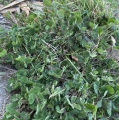 Trifolium repens at Garran, ACT - 22 Sep 2023