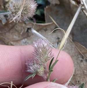 Trifolium arvense at Garran, ACT - 22 Sep 2023 03:28 PM