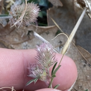 Trifolium arvense at Garran, ACT - 22 Sep 2023 03:28 PM