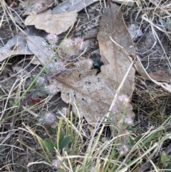 Trifolium arvense at Garran, ACT - 22 Sep 2023 03:28 PM