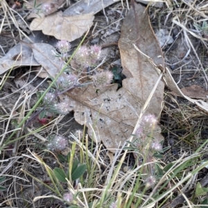 Trifolium arvense at Garran, ACT - 22 Sep 2023 03:28 PM