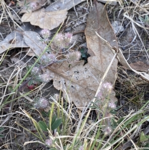 Trifolium arvense at Garran, ACT - 22 Sep 2023