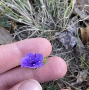 Echium plantagineum at Garran, ACT - 22 Sep 2023