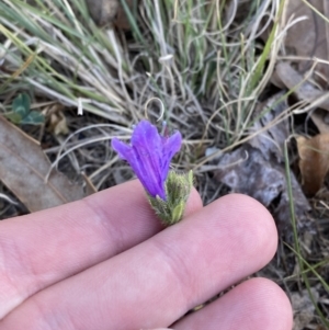 Echium plantagineum at Garran, ACT - 22 Sep 2023