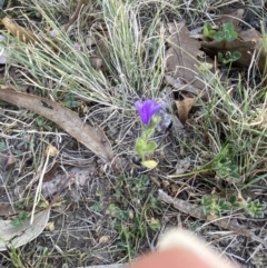 Echium plantagineum at Garran, ACT - 22 Sep 2023