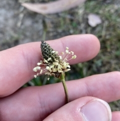 Plantago lanceolata (Ribwort Plantain, Lamb's Tongues) at Garran, ACT - 22 Sep 2023 by Tapirlord