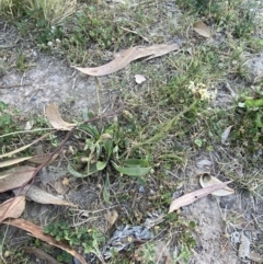 Plantago lanceolata at Garran, ACT - 22 Sep 2023 03:28 PM