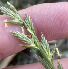 Lolium perenne (Perennial Ryegrass) at Garran, ACT - 22 Sep 2023 by Tapirlord