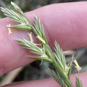 Lolium perenne at Garran, ACT - 22 Sep 2023 03:28 PM