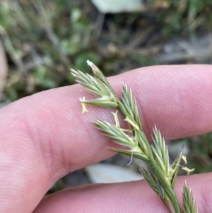 Lolium perenne at Garran, ACT - 22 Sep 2023