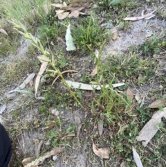 Lolium perenne at Garran, ACT - 22 Sep 2023