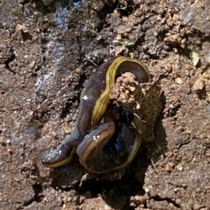 Caenoplana bicolor at Garran, ACT - 22 Sep 2023