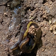 Caenoplana bicolor at Garran, ACT - 22 Sep 2023