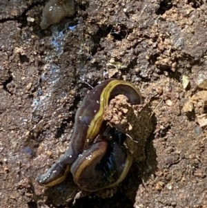 Caenoplana bicolor at Garran, ACT - 22 Sep 2023