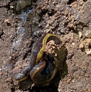 Caenoplana bicolor at Garran, ACT - 22 Sep 2023